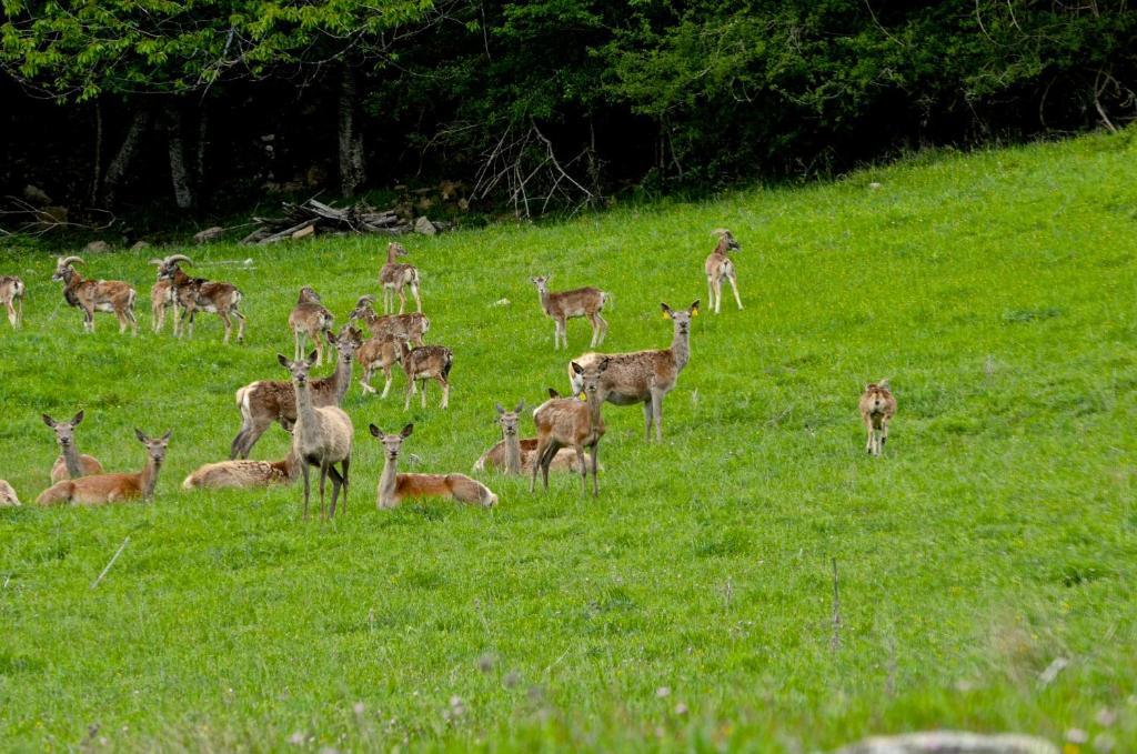 Вілла Agriturismo Il Passeggere Bruscoli Екстер'єр фото